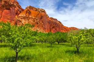 Fruita, Capitol Reef-0945